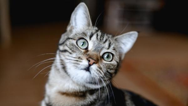 Los veterinarios lo confirman: “La voz de bebé que ponemos para hablarle a nuestra mascota es la más eficiente” - La ciencia confirma que la “voz de bebé” tiene un efecto real en perros y gatos, pero no actúa igual en ambos