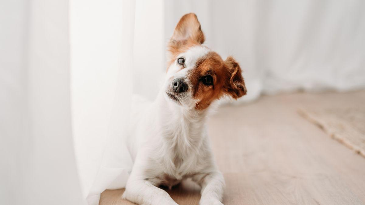 Los veterinarios lo confirman: “La voz de bebé que ponemos para hablarle a nuestra mascota es la más eficiente”
