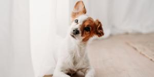 Los veterinarios lo confirman: “La voz de bebé que ponemos para hablarle a nuestra mascota es la más eficiente”