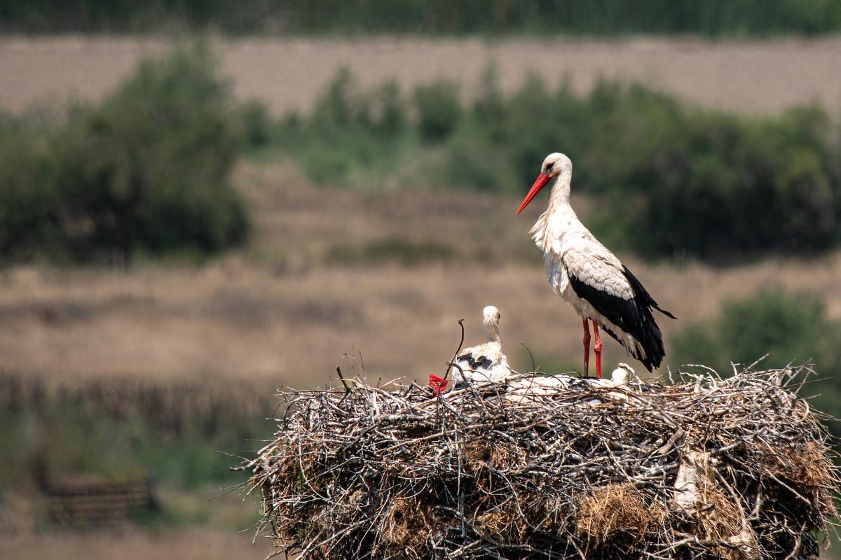 ¿Por qué las cigüeñas matan a sus crías?