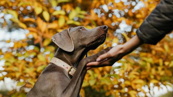 La psicología lo tiene claro: las personas que prefieren los perros suelen compartir estos rasgos de personalidad - La teoría psicológica que utilizaron los investigadores para comparar a amantes de perros y gatos