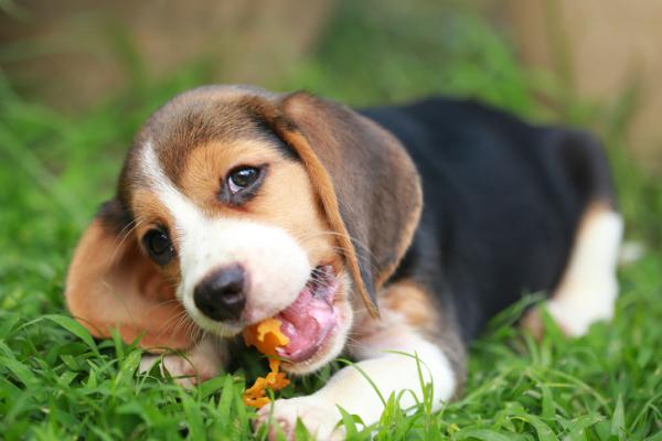 ¿Los perros pueden comer melón? - ¿Cuáles son los beneficios del melón para perros?