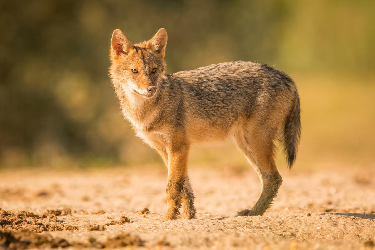 ¿Hay chacales en España?