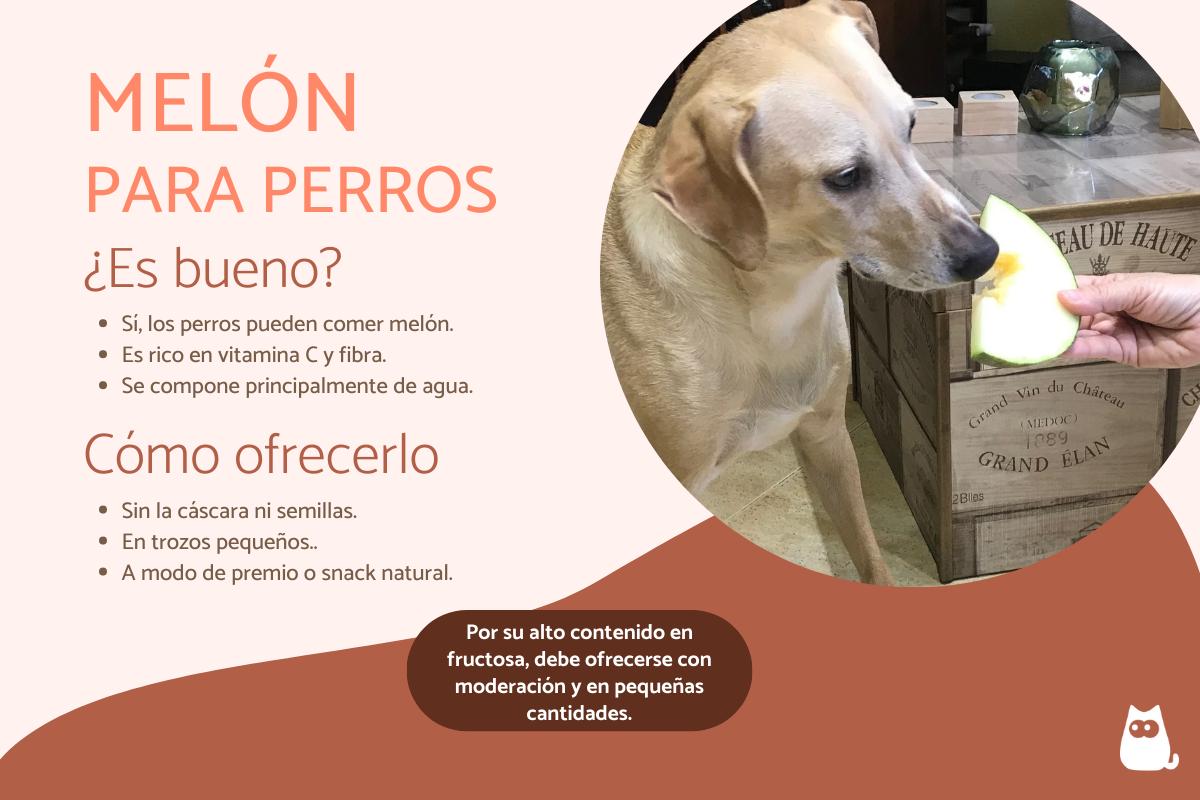 ¿Los perros pueden comer melón?
