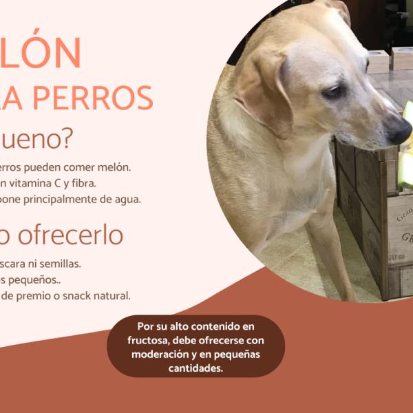 los perros pueden comer sandía