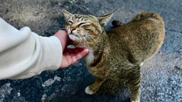 Los veterinarios coinciden: “Los gatos adultos usan el maullido sobre todo para hablar con las personas (y tienen un significado)” - Maullidos cortos, largos o graves: qué puede estar intentando decirte tu gato