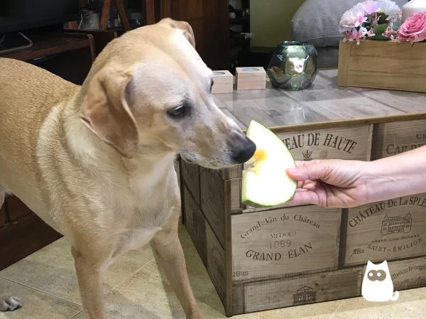 ¿Los perros pueden comer melón? - ¿Qué cantidad de melón pueden comer los perros?