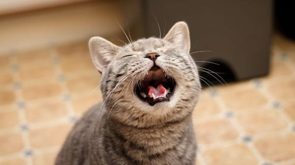 Los veterinarios coinciden: “Los gatos adultos usan el maullido sobre todo para hablar con las personas (y tienen un significado)” - Tu gato no maúlla igual con otros gatos que contigo: la ciencia explica por qué