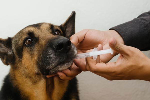 ¿Es seguro el jarabe de humanos para perros? - ¿Cómo dar jarabe de humanos a un perro?