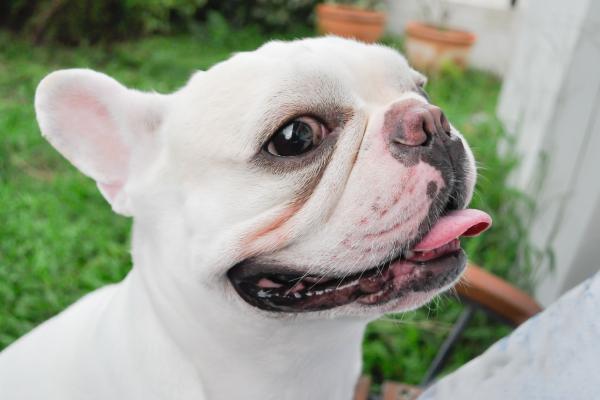 ¿Es seguro el jarabe de humanos para perros? - ¿Cuáles son los efectos secundarios del jarabe de humanos en perros?