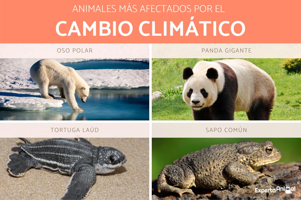 Los animales más afectados por el cambio climático