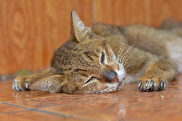 ¿Cómo mueren los gatos con leucemia? - ¿Cuál es la etapa final de la leucemia felina? 