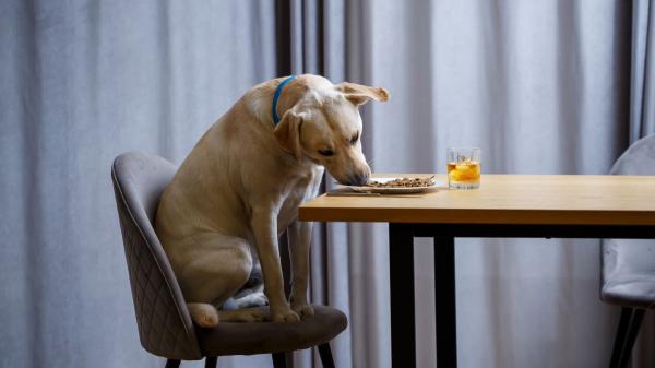 Patricia, educadora canina: “Los perros no intentan dominar a sus dueños, por eso educarlos no consiste en demostrar quién manda” - Dormir en la cama o comer antes que tú no determina quién manda en casa