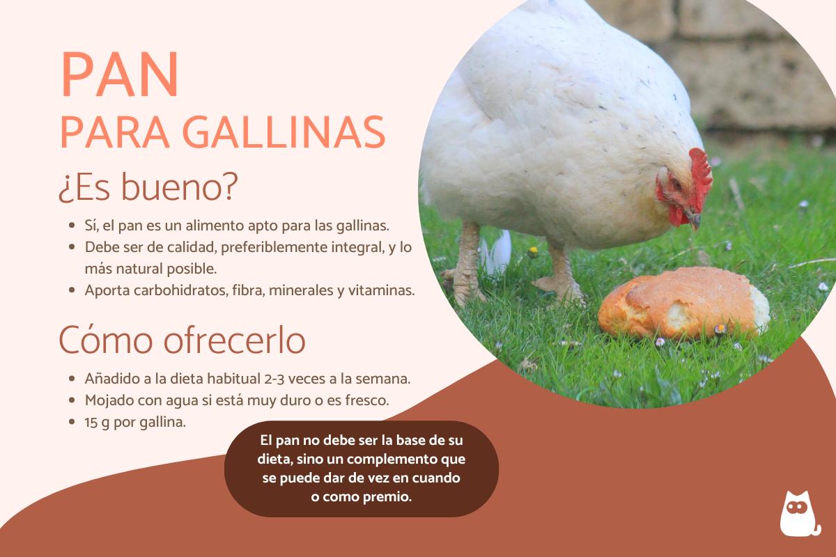 ¿Es bueno el pan para las gallinas?
