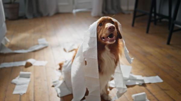 Patricia, educadora canina: “Los perros no intentan dominar a sus dueños, por eso educarlos no consiste en demostrar quién manda” - Los métodos basados en la dominancia pueden aumentar la inseguridad de tu perro