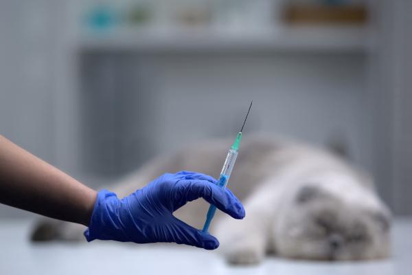 ¿Cómo mueren los gatos con leucemia? - Preguntas frecuentes sobre la muerte en gatos con leucemia 