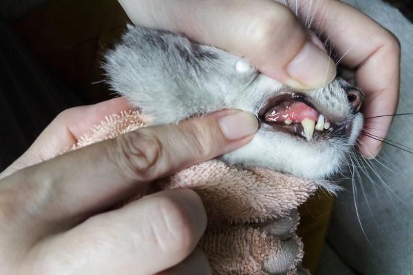 Mi gato tiene una herida en la comisura de la boca: causas y qué hacer - 3. Problemas dentales
