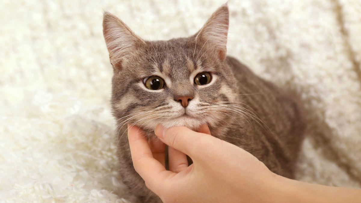 La psicología dice que forzar las caricias a un gato es un error: puede hacer que se sienta incómodo y estresado