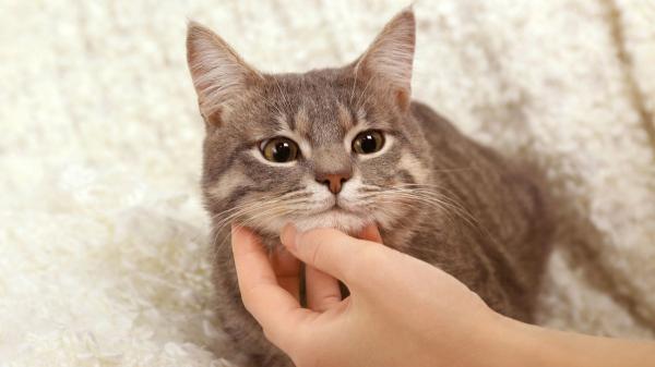 La psicología dice que forzar las caricias a un gato es un error: puede hacer que se sienta incómodo y estresado