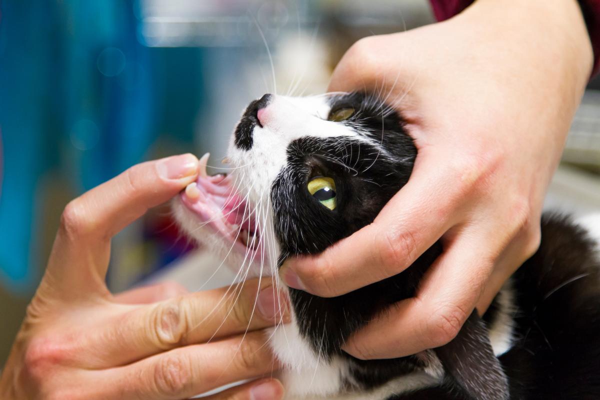 Mi gato tiene una herida en la comisura de la boca: causas y qué hacer