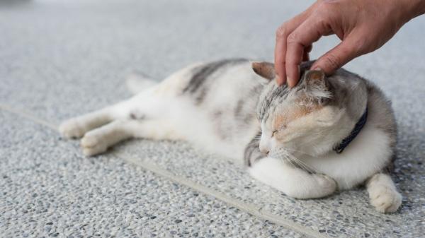 La psicología dice que forzar las caricias a un gato es un error: puede hacer que se sienta incómodo y estresado - Por qué es importante no forzar el contacto físico con un gato