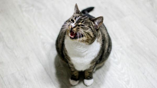 La psicología dice que forzar las caricias a un gato es un error: puede hacer que se sienta incómodo y estresado - Tu gato puede avisarte de que está incómodo antes de reaccionar