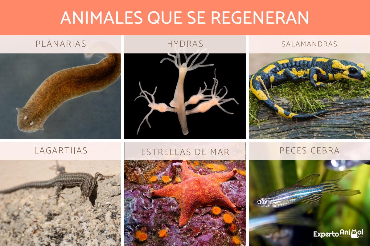 Animales que se regeneran