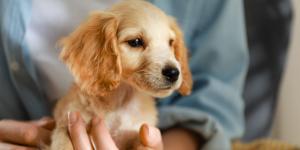Está en vigor: La Ley de Bienestar Animal prohíbe regalar animales como premio, recompensa, rifa o promoción