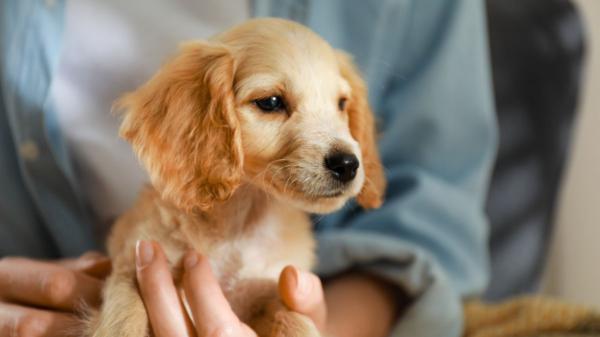 Está en vigor: La Ley de Bienestar Animal prohíbe regalar animales como premio, recompensa, rifa o promoción