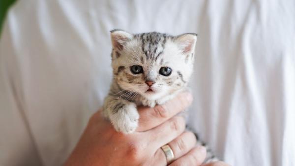 Está en vigor: La Ley de Bienestar Animal prohíbe regalar animales como premio, recompensa, rifa o promoción - Esto es lo que dice la Ley de Bienestar Animal sobre los sorteos y concursos con animales
