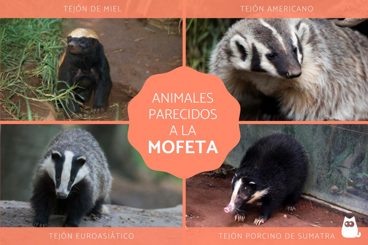 Animales parecidos a la mofeta