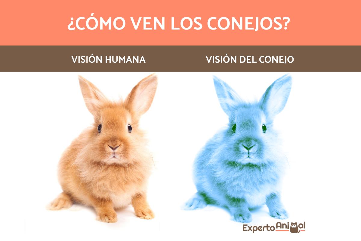 ¿Cómo ven los conejos?