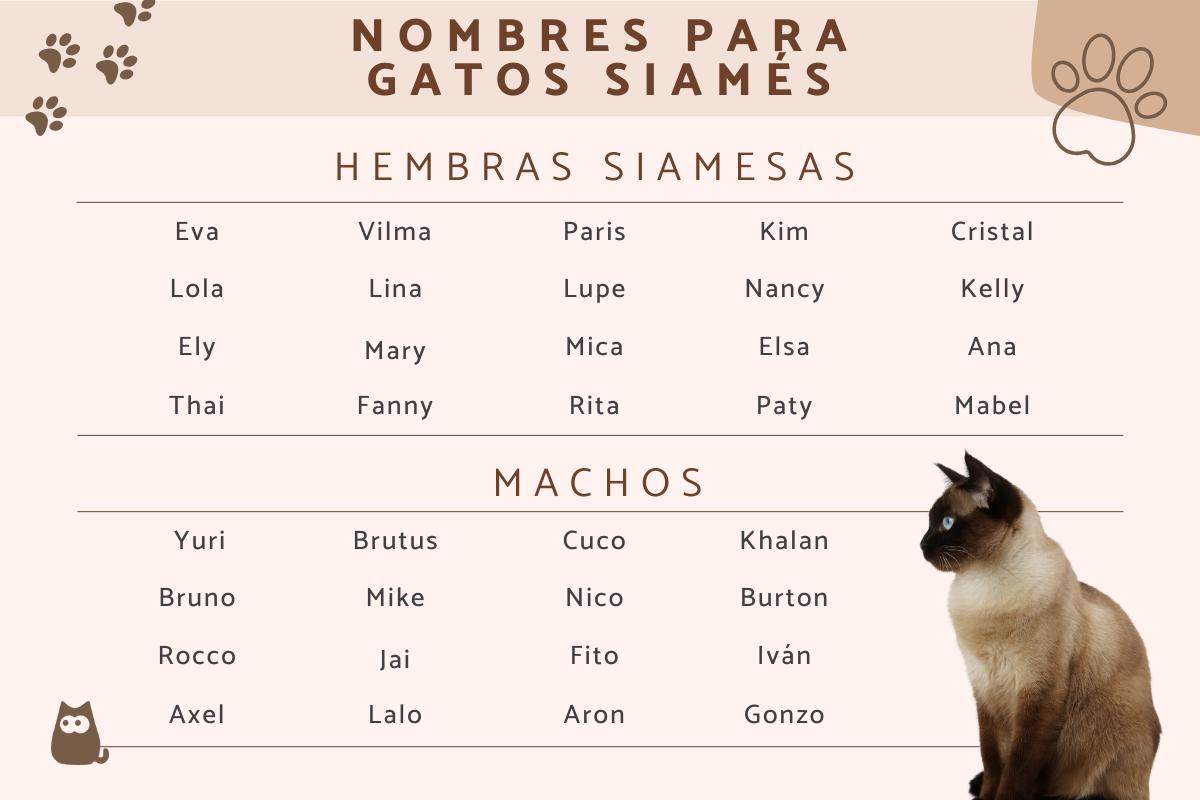 Nombres para gatos siameses machos y hembras
