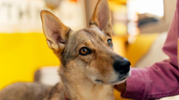 ¿Se puede dejar una herencia a un perro en España? Lo que dice la ley y qué sí es posible - ¿Qué dice la ley española sobre herencias para mascotas?