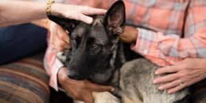 ¿Se puede dejar una herencia a un perro en España? Lo que dice la ley y qué sí es posible