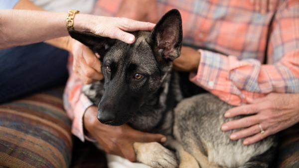 ¿Se puede dejar una herencia a un perro en España? Lo que dice la ley y qué sí es posible