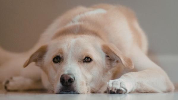 ¿Se puede dejar una herencia a un perro en España? Lo que dice la ley y qué sí es posible - Si ya no estás y no dejas testamento, ¿quién cuidará a tu perro?