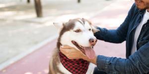 Así debes acercarte a un perro que no conoces: el “saludo” que te evitará más de un mordisco