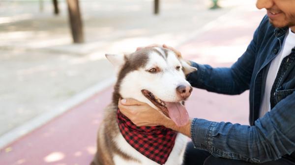 Así debes acercarte a un perro que no conoces: el “saludo” que te evitará más de un mordisco