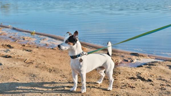 Así debes acercarte a un perro que no conoces: el “saludo” que te evitará más de un mordisco - El error que casi todos cometemos al tocar a un perro desconocido