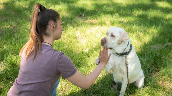 Así debes acercarte a un perro que no conoces: el “saludo” que te evitará más de un mordisco - El gesto con la mano que tranquiliza a un perro desconocido