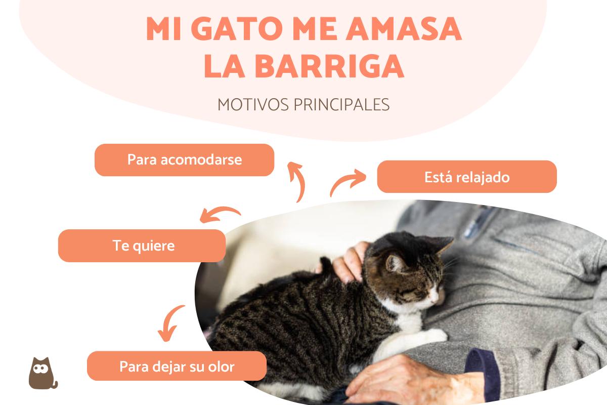 ¿Por qué mi gato me amasa la barriga?