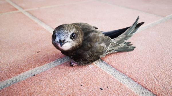 Madrid salva a más de 1.300 vencejos: el éxito del método científico para recuperar estas aves en la ciudad - El problema invisible de los vencejos en las ciudades