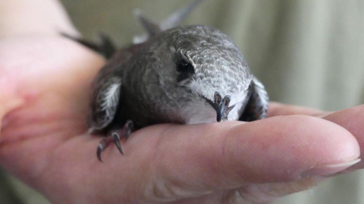 Madrid salva a más de 1.300 vencejos: el éxito del método científico para recuperar estas aves en la ciudad