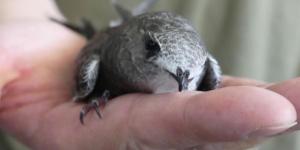 Madrid salva a más de 1.300 vencejos: el éxito del método científico para recuperar estas aves en la ciudad