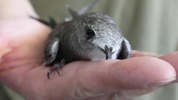 Madrid salva a más de 1.300 vencejos: el éxito del método científico para recuperar estas aves en la ciudad