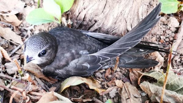 Madrid salva a más de 1.300 vencejos: el éxito del método científico para recuperar estas aves en la ciudad - Qué es el fostering y por qué funciona en la recuperación de vencejos