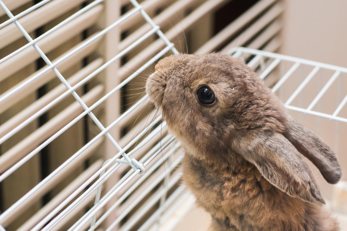 ¿Tapar la jaula del conejo por la noche es bueno?