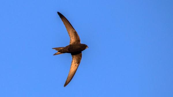 Madrid salva a más de 1.300 vencejos: el éxito del método científico para recuperar estas aves en la ciudad - Un modelo de conservación urbana replicable