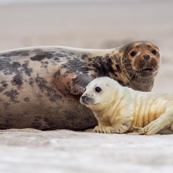 son amigables con las focas como los perros